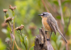 Primavera transforma o Santuário do Caraça em cenário privilegiado para a observação de aves